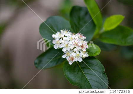 A cluster of white flowers with pink spots on them A cluster of white flowers with pink spots on them 114472856