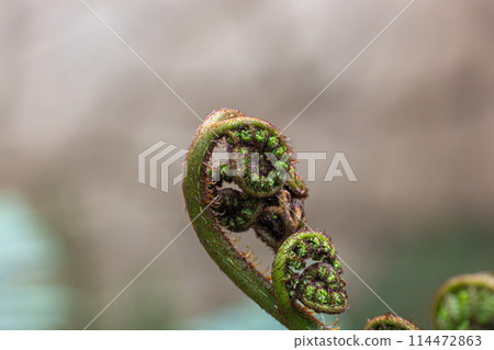 A green leaf with a spiral shape 114472863