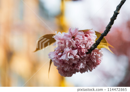 A pink flower is on a branch 114472865