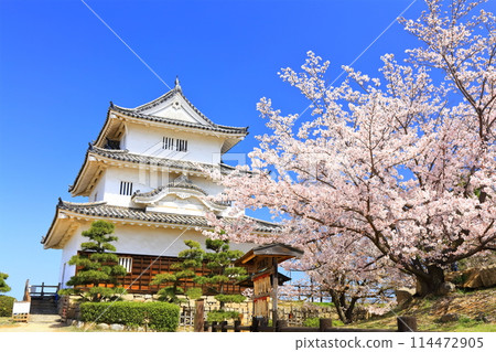 [Kagawa Prefecture] Marugame Castle in spring when cherry blossoms bloom (existing castle tower and stone wall famous castle) 114472905