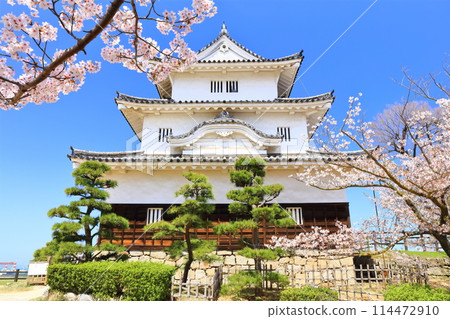 [香川縣] 春天櫻花盛開的丸龜城（現存天守閣和石牆名城） 114472910