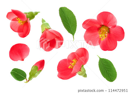 Chaenomeles speciosa or japanese quince flower isolated on white background Chaenomeles speciosa or japanese quince flower isolated on white background 114472951