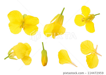 Rapeseed flowers isolated on white background, Top view. Flat lay 114472959