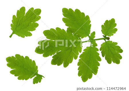 Celandine leaf isolated on white background. Top view. Flat lay 114472964