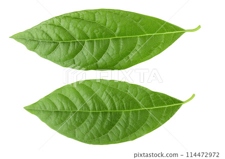Leaf of avocado isolated on white background. Top view. Flat lay 114472972