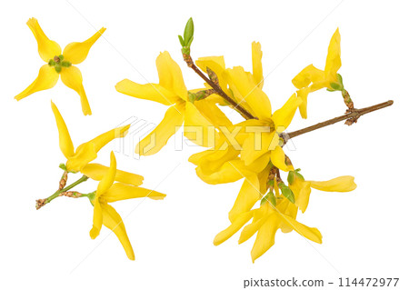 Forsythia yellow flowers blooming isolated on white background. Top view. Flat lay 114472977