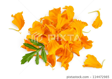 fresh petals of marigold or tagetes erecta flower isolated on white background with full depth of field. Top view. Flat lay 114472985