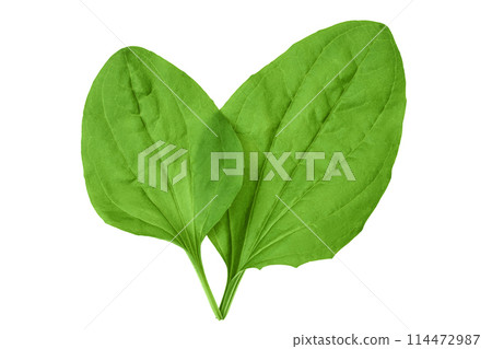 fresh plantain leaves isolated on white background. Top view. Flat lay fresh plantain leaves isolated on white background. Top view. Flat lay 114472987