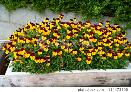 Pansy flowers Pansy flowers 114473396