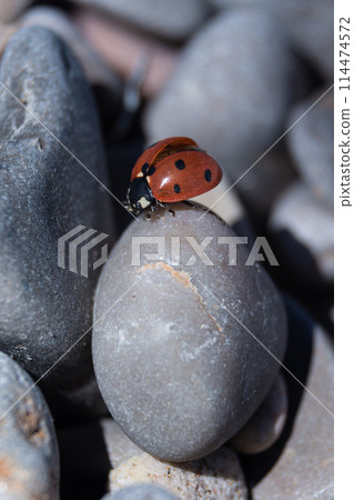 Ladybug Elevation 114474572