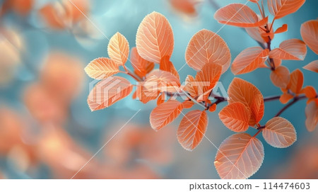 Close-Up of Branch With Orange Leaves 114474603