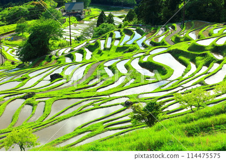 [三重縣] 插秧季節的丸山千枚田 114475575