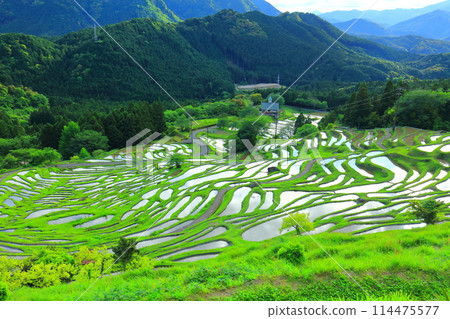 [三重縣] 插秧季節的丸山千枚田 114475577