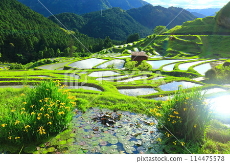[三重縣] 插秧季節的丸山千枚田 114475578