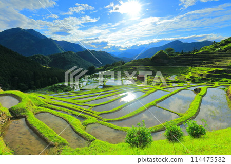 [Mie Prefecture] Maruyama Senmaida rice fields during rice planting season 114475582