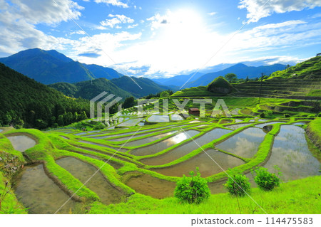 [Mie Prefecture] Maruyama Senmaida rice fields during rice planting season 114475583