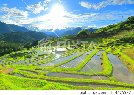 [Mie Prefecture] Maruyama Senmaida rice fields during rice planting season 114475587