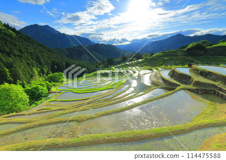 [Mie Prefecture] Maruyama Senmaida rice fields during rice planting season 114475588