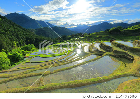 [Mie Prefecture] Maruyama Senmaida rice fields during rice planting season 114475590