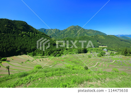 [Mie Prefecture] Maruyama Senmaida rice fields during rice planting season 114475638