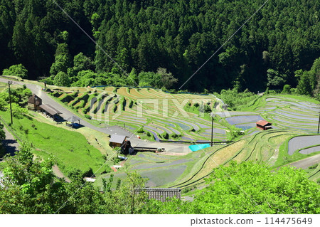 [Mie Prefecture] Maruyama Senmaida rice fields during rice planting season 114475649