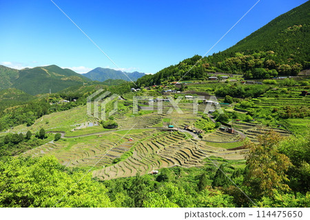 [Mie Prefecture] Maruyama Senmaida rice fields during rice planting season 114475650
