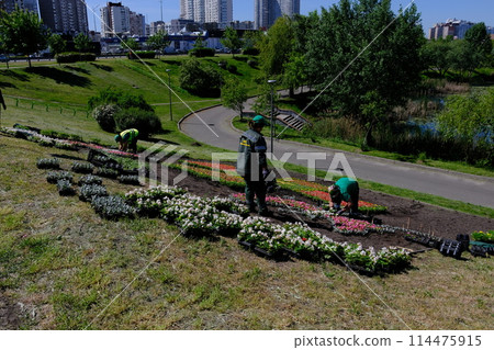Kyiv, Ukraine, May 12, 2024: Municipal service women planting flowers in Kiev's flowerbeds. Gardening, city beautification, urban gardening, public service, floral arrangement. Perfect for cityscape 114475915