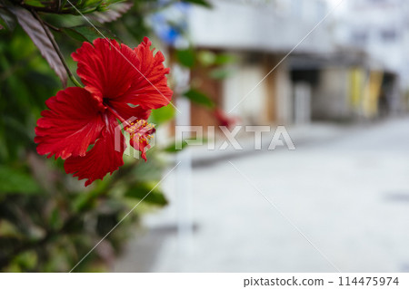 Hibiscus 114475974