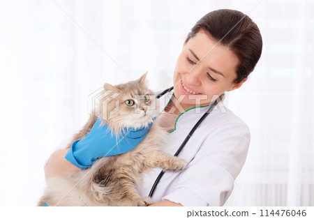 Cutie longhaired gray cat at appointment in vet clinic Cutie longhaired gray cat at appointment in vet clinic 114476046