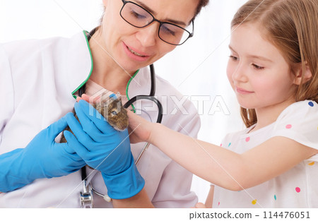 Pretty kid took her fluffy degu pet to professional veterinarian 114476051