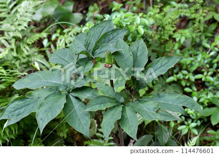 蟑螂的一種年輕果子 114476601