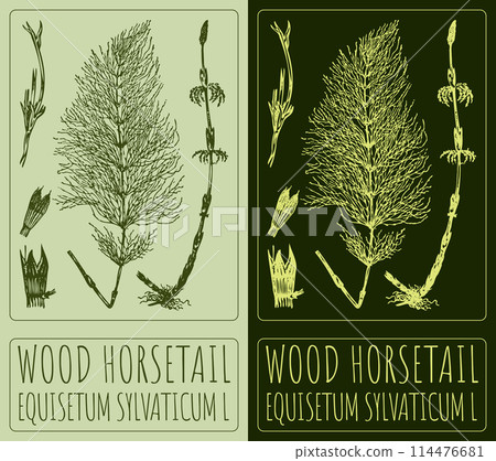 Vector drawing WOOD HORSETAIL. Hand drawn illustration. The Latin name is EQUISETUM SYLVATICUM L Vector drawing WOOD HORSETAIL. Hand drawn illustration. The Latin name is EQUISETUM SYLVATICUM L 114476681