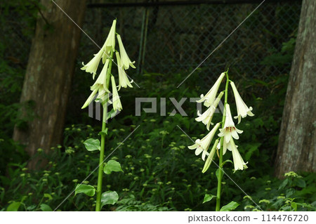The Himalayan Ubayuri is a cute plant with flowers that bloom downward, resembling a large Ubayuri native to the Himalayas. 114476720