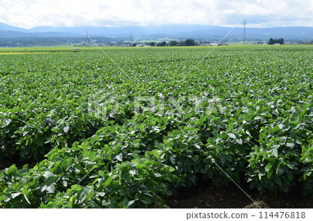 Soybean field Shonai, Yamagata Prefecture 114476818