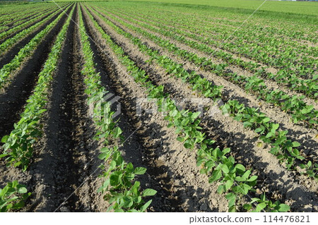 Soybean field Shonai, Yamagata Prefecture Soybean field Shonai, Yamagata Prefecture 114476821