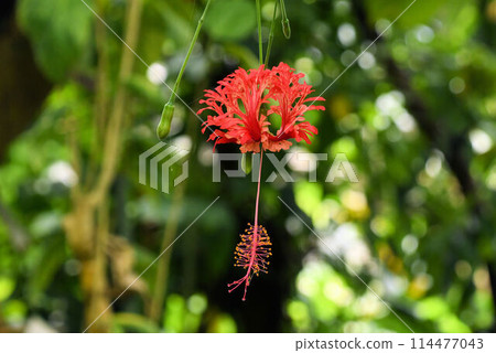 A unique hibiscus native to Tanzania, this beautiful wind chime-shaped plant is a member of the hibiscus family. A unique hibiscus native to Tanzania, this beautiful wind chime-shaped plant is a member of the hibiscus family. 114477043