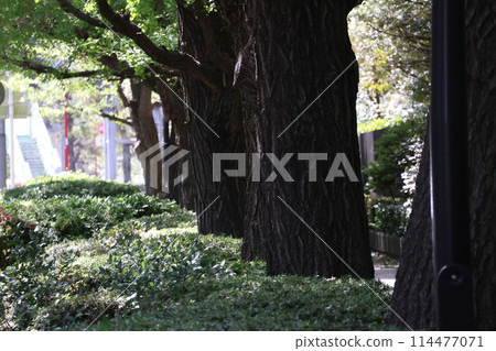 有綠色樹籬和大路邊樹木的城鎮景觀 114477071