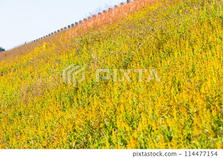 Autumn in Tokorozawa, Saitama: Sayama Lake (Yamaguchi Reservoir) and Solidago altissima at Sayama Nature Park 114477154