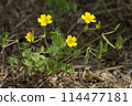 Katabi 114477181