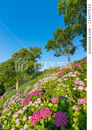 桃源峽的繡球花（宮崎縣角川町） 114477213