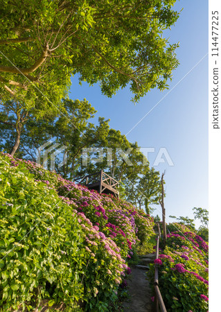 Hydrangeas at Cape Togenkyo (Kadogawa Town, Miyazaki Prefecture) 114477225