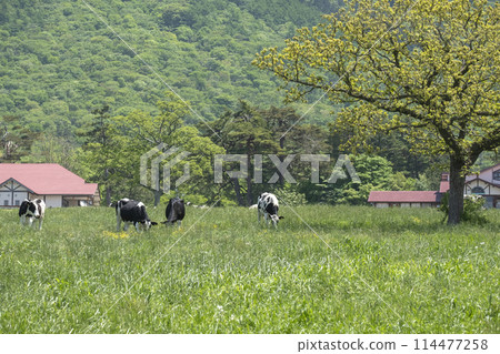 Cows grazing in Daisen (near Daisen Makiba Milk Village) 114477258