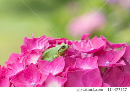 繡球花和青蛙 114477357