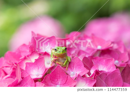 Hydrangea and frog Hydrangea and frog 114477359