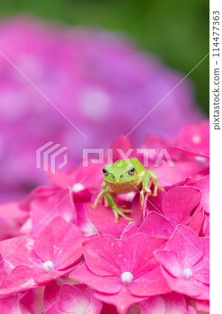 Hydrangea and frog Hydrangea and frog 114477363