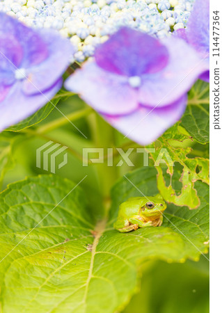 Hydrangea and frog 114477364