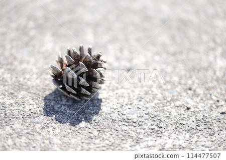 Pine cone falling on the ground 114477507