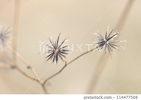 Sedanensa seeds 114477508