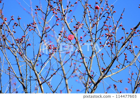 梅花盛開。 114477603