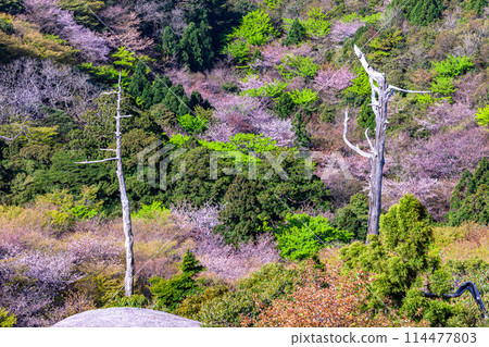 屋久島國立公園太鼓岩的山櫻花和新綠（春季） 114477803